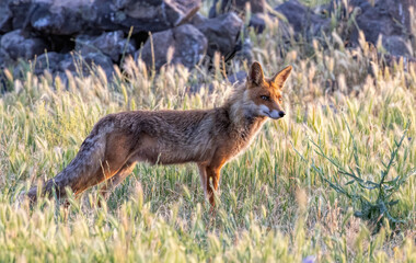 Red fox (Vulpes vulpes) in a natural habitat