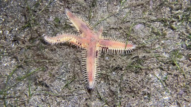 Pink Comb Starfish Crawling Across Sandy Seafloor in Shallow Water