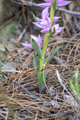Cephalanthera kurdica in a natural habitat in south Turkey © georgigerdzhikov