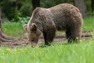 Obraz premium Brown Bear close up portrait in the nature
