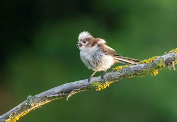 Long-tailed Tit (Aegithalos caudatus) in a natural habitat © georgigerdzhikov
