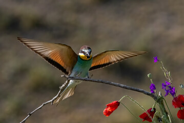 Fototapeta premium Common Bee-eater perching on stick