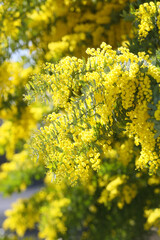 Obraz premium blooming acacia tree mimosa in a sunny day 