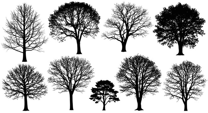 Collection of bare deciduous tree silhouettes on white background