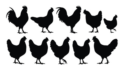 A group of chickens and roosters standing together © SILHUETTECHEMBER