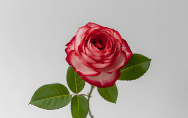 Fototapeta premium Striking close-up of a vibrant red and white rose on light background.