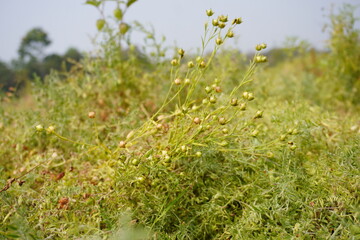 Fototapeta premium Green Coriander Seedpods Meadow Close Up