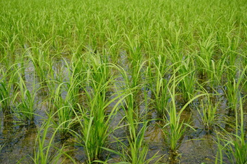 Obraz premium Young Green Rice Paddy Field