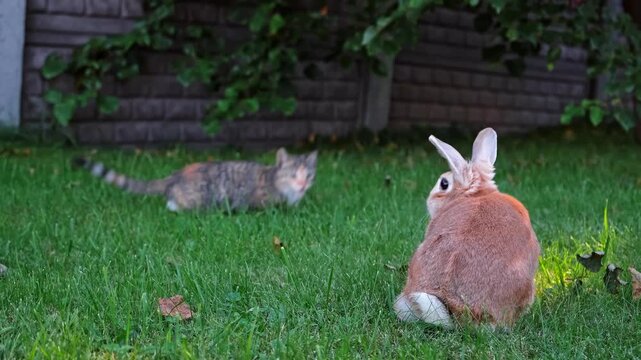 Decorative rabbit eating green grass walking on the meadow while the cat pounce him. Domestic animals playing outdoors in summer. Concept of herbivore and predator games. Easter bunny and kitten. 4K.
