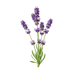 Obraz premium Lavender sprigs isolated on white background
