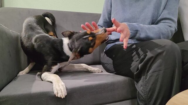 Basenji dog playing with owner on couch