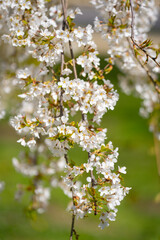 Obraz premium Cherry tree blossom. Spring flower bloom. Spring floral background. Spring nature beauty. Spring colorful petals.