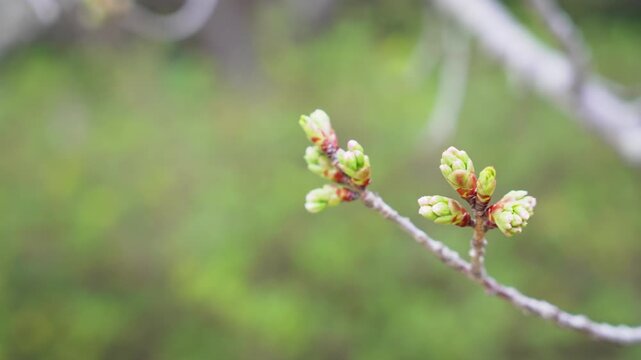 樹木の新芽のクローズアップ