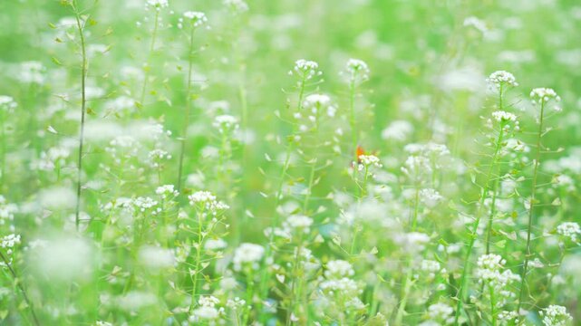 白い菜の花畑の風景