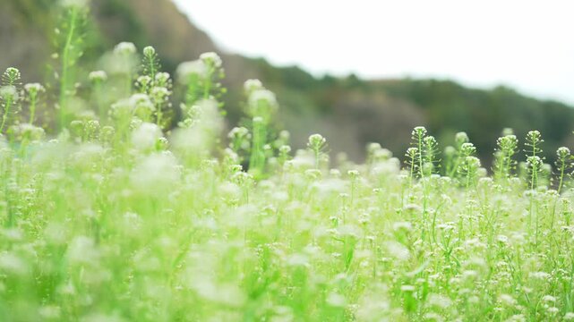 白い菜の花畑の風景