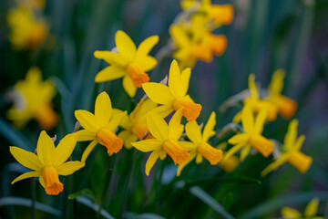 Obraz premium Narcissus flower in spring. Spring narcissus blossoms background. Narcissus flowers in a garden. Close-up of a blooming narcissus. Blossoms spring background. Yellow nature background.