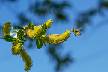 Obraz premium yellow leaves of a willow