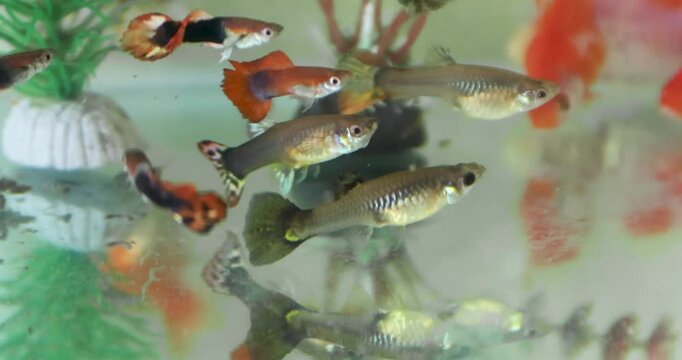 Colorful guppy fish swimming in an aquarium. Close-up of small tropical fish moving in clear water, creating a calm and natural aquatic scene, perfect for nature, pets, and underwater themes