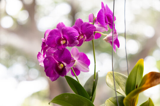 Vibrant purple orchids hang delicately from slender stems