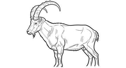 Fototapeta premium Bold black outline drawing of a majestic wild goat species with impressive curved horns and a