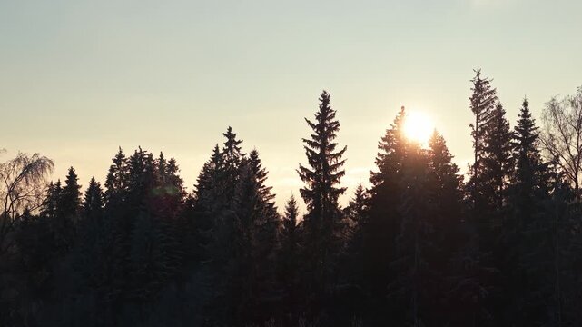 Warm sunset light shining through tall winter forest trees silhouette landscape, aerial telephoto silhouette