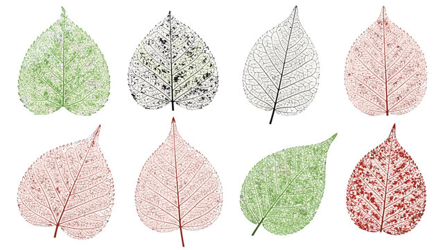 Beautiful collection of translucent leaf skeletons in green red and black colors showing intricate vein structures.
