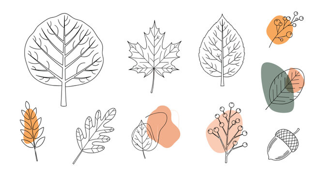 Set of stylized autumn leaf outlines and berry branches with soft color accents for elegant fall season illustrations.