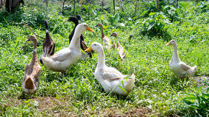 family of geese in grass © Anonymous_Capt77