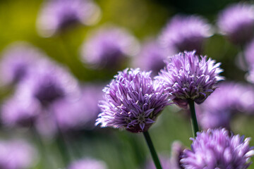 Chive blossoms (Allium schoenoprasum) blooming in a vibrant herb garden