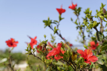 Les hibiscus