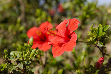 Fototapeta premium Hibiscus rose chine