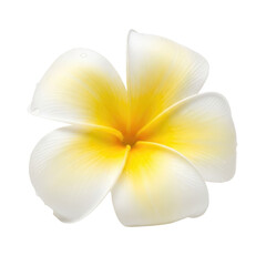 Fototapeta premium Delicate white and yellow plumeria flower with water droplets isolated on a transparent background