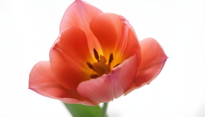 Close-up of a delicate coral pink tulip flower with glowing yellow center and dark stamens
