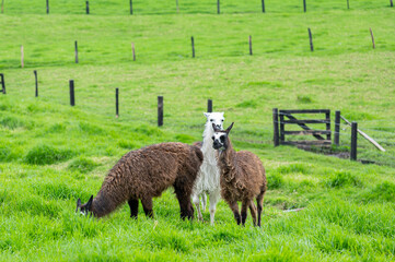 Fototapeta premium Llamas standing and grazing in a vibrant green meadow