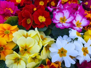 colorful flowers background