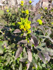 Obraz premium Macro of yellow Mahonia aquifolium flower cluster with green buds in spring garden, natural bokeh background