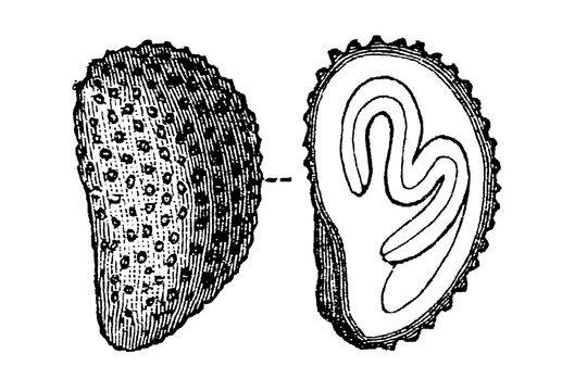 Convolvulus arvensis (Ackerwinde) seed shape, detailed sketch with cross-section showing wedge-shaped seed, rough surface and hilum, old vintage illustration, 1897.