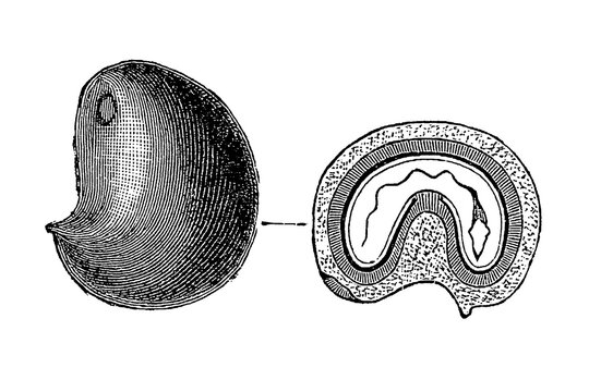 Anamirta paniculata seed shape and cross-section, detailed botanical sketch of reniform seeds with external texture and internal anatomy, old vintage illustration, 1897.