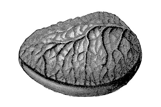 Pangium edule seed shape and cross-section, detailed botanical sketch of large ovoid-compressed seed with rough surface and internal embryo structure, old vintage illustration, 1897.