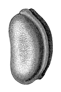 Calabar bean (Physostigma venenosum) seed, external shape and longitudinal section showing internal structures, old vintage illustration, 1897.