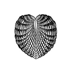 Cardiola interrupta, side view, detailed bivalve fossil illustration showing concentric striations and hinge structure, old vintage, 1897. © Timofeeff