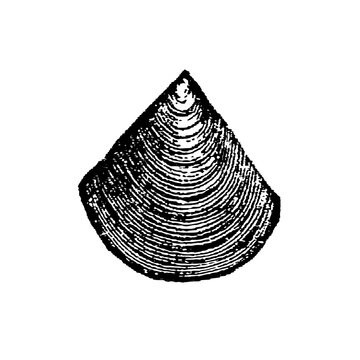 Lingula prima, detailed fossil illustration of elongated oval brachiopod shell with fine concentric striations, old vintage, 1897.