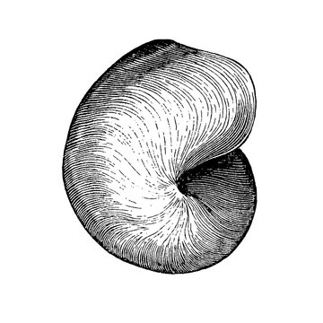 Bellerophon bilobatus, fossil gastropod showing symmetrical coiled shell with distinct aperture and bilobed form, old vintage illustration, 1897.