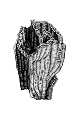 Catenipora escharoides (chain coral), single elliptical tubular structure with septal ridges and wall texture, old vintage illustration, 1897. © Timofeeff