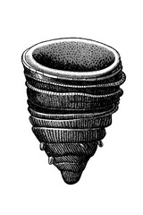 Omphyma subturbinatum fossil coral, turbinate solitary rugose specimen with septal grooves and wrinkled epitheca, old vintage illustration, 1897. © Timofeeff