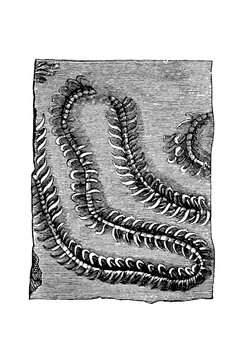 Nereites cambrensis, fossil with coiled segmented structures resembling ancient marine annelid traces, finely etched lines, old vintage illustration, 1897.