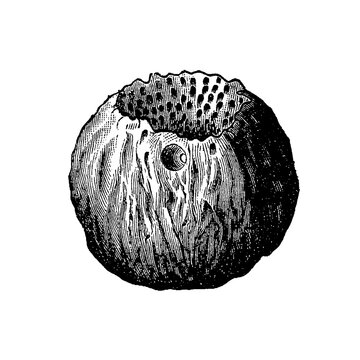Astylospongia praemorsa fossil sponge, globular demosponge with characteristic porous structure and cup-shaped cavity, old vintage illustration, 1897.