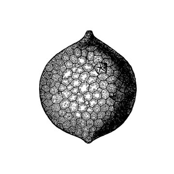 Echinosphaerites aurantium, detailed fossil spherical cystoid echinoderm with distinct pore openings and plate structure, old vintage illustration, 1897.
