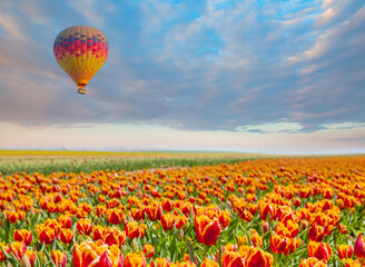 Naklejka premium Hot air balloon flying over orange red tulip fields with cloudy sky