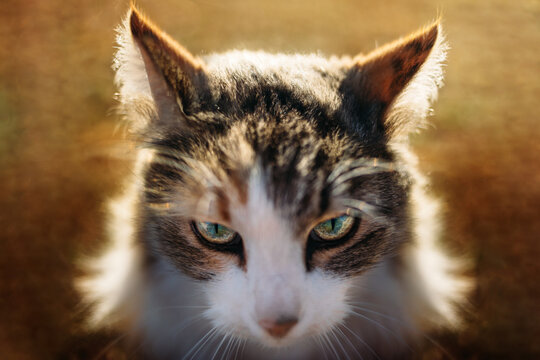 Close-up of Stray Cat with backlight